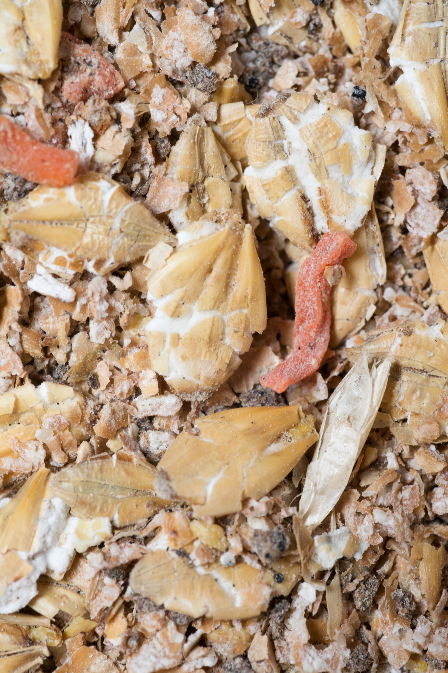 Natural  muesli  background with barley and carrot. for horse. Natural muesli  background with barley and carrot. for horse.