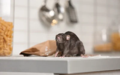 Fall and Winter Rodent Control: Protecting Your Home from Mice and Rats