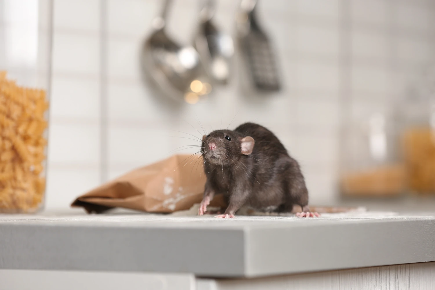 Rat near bag of flour on kitchen counter. Household pest Rat near bag of flour on kitchen counter. Household pest