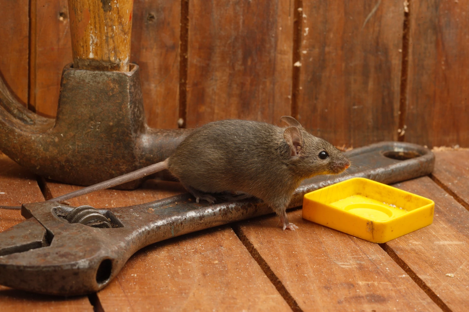 House mouse, Mus musculus House mouse, Mus musculus,