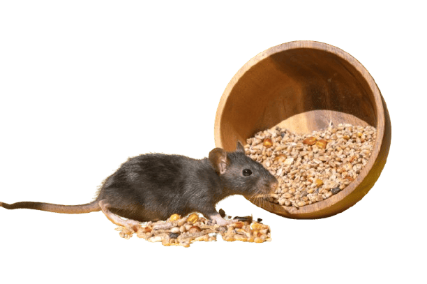 230339356_m-removebg-preview (1) (1) A cute mouse with a long tail is sitting in a grain on a yellow table. Copy space. A plate of food for a pet<br />