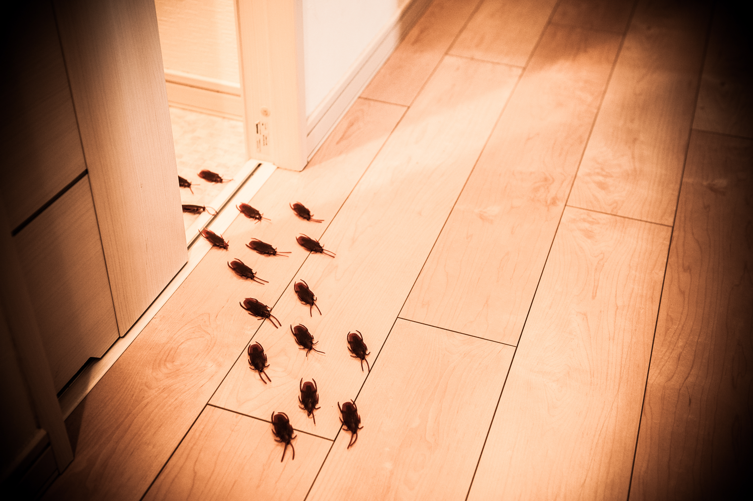 48650667_l (1) Cockroach