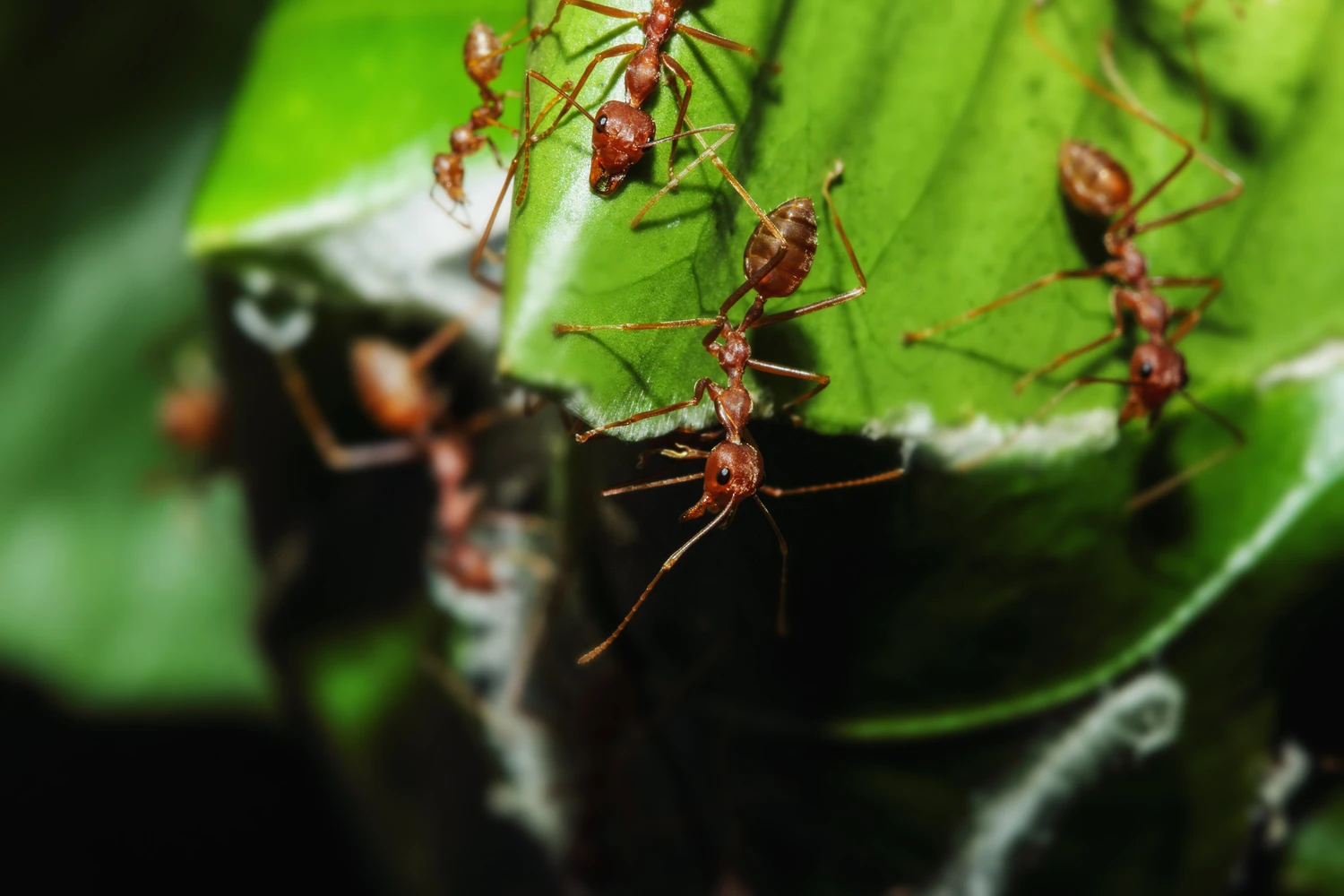 88570228_m (1) Red ant and teamwork are nesting on a tree leaves