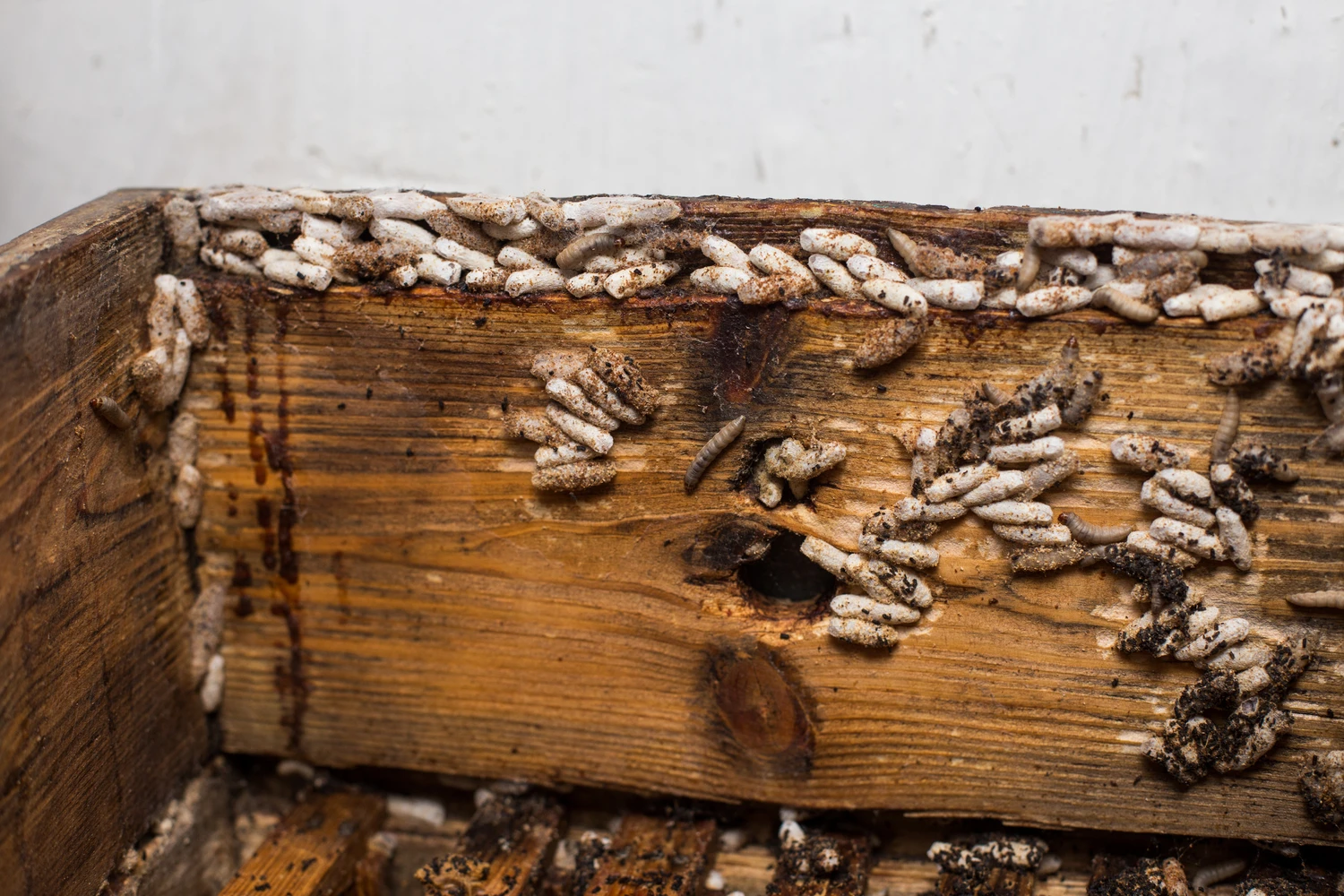 The cover of the hive is infected with a wax moth. The cover of the hive is infected with a wax moth.