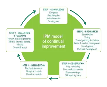 IPM model of continual improvement