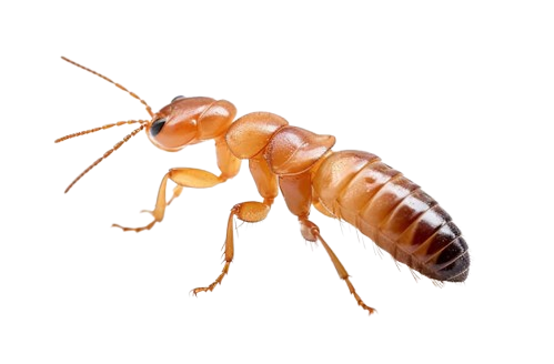 termite-with-white-background-high-quality-ultra-hd_889056-35362-removebg-preview Ant on a Leaf