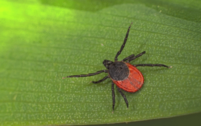 Lyme Disease Awareness & Prevention