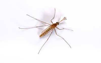 Mosquito Control: Take Back Your Outdoor Space