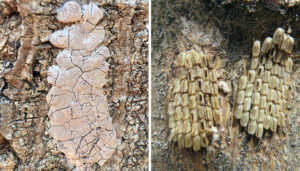 Left: Unhatched egg masses. Right: Mass with some eggs hatched.
