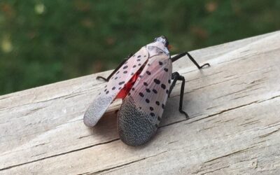 The Spotted Lanternfly: What To Know & How to Eliminate Them